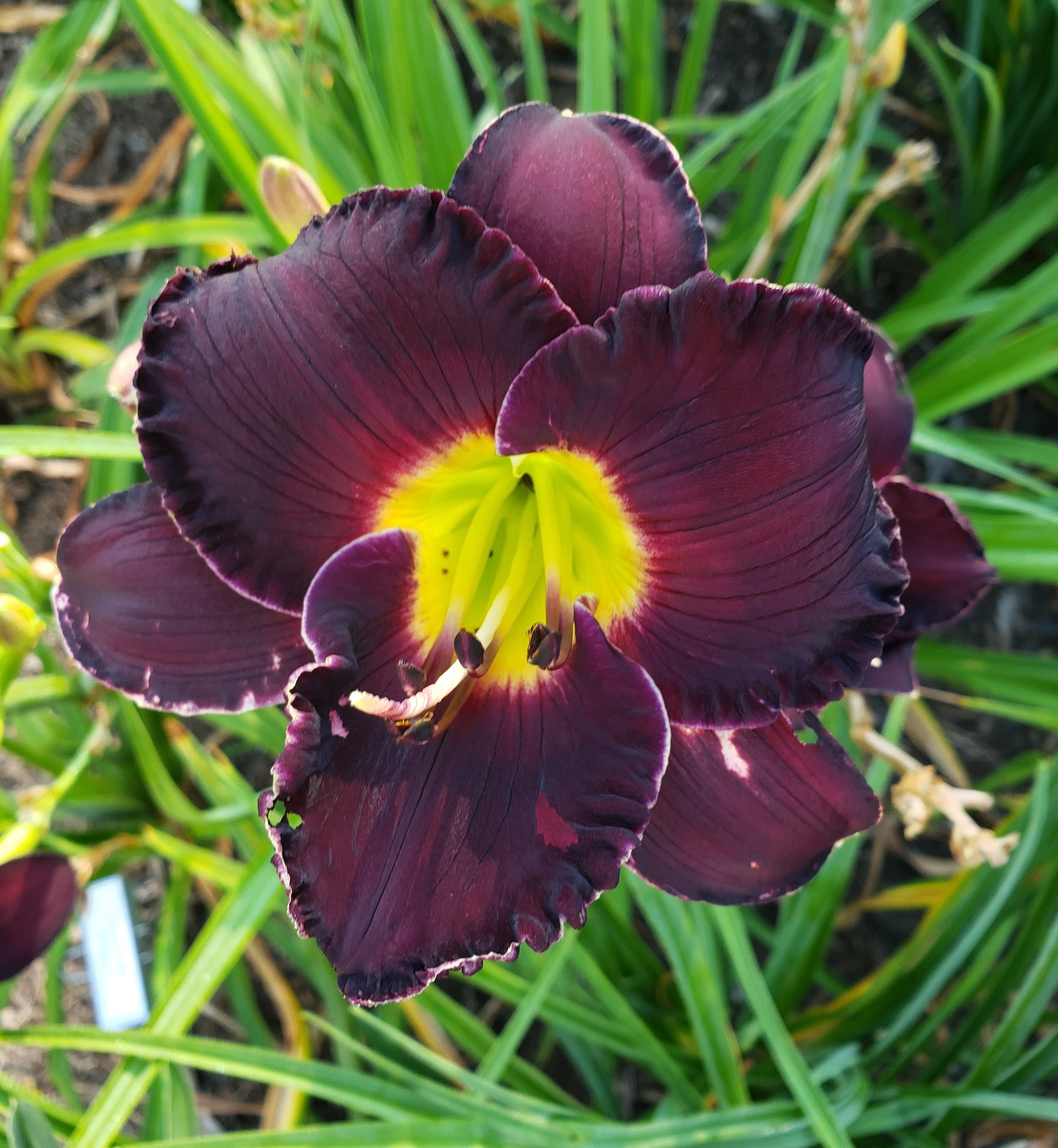 Zeus Heaven And Earth Gardens Of Ataraxia